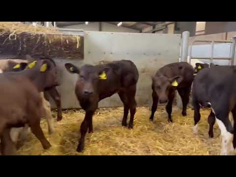9 Smashing Heifers - Image 2
