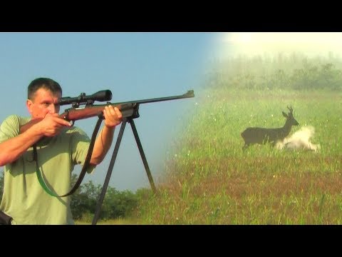 Hunting Serbia - Roe deer hunting | Lov srndaća Kumane | Caccia al capriolo | Jagd auf Rehwild