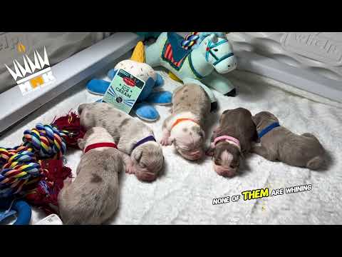Klause and Chanel litter update newborn puppy health signs explained by ManMade Kennels