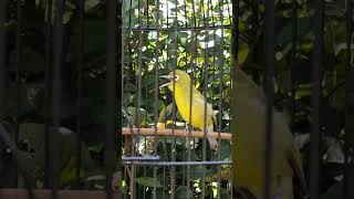 Download lagu Ciak Lombok, pleci lombok, gacor jos mantap #ciakciak #ciak #plecilombok #plecilombokbetina mp3