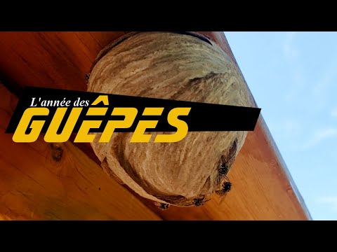 T3 CIRCLE EXTERMINATION video.