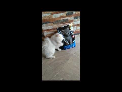 Greedy Cat