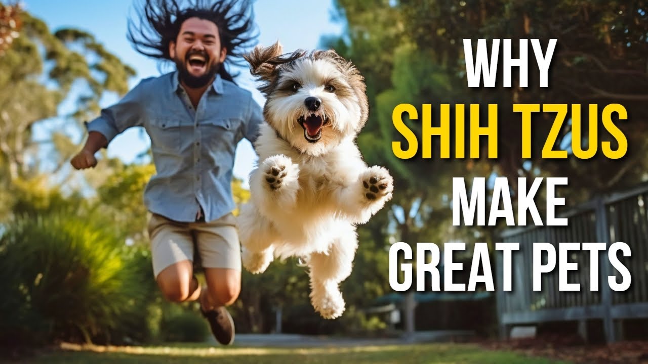 5 Surprising Benefits of Owning a Shih Tzu (#5 Is Precious!)