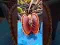 Venus Plant Eating And Pooping Nature Wildlife Viralshorts Shorts Youtubeshorts Funny