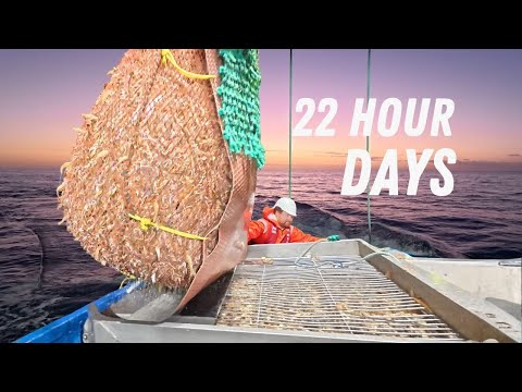 Record Catches of King Prawns Nearly Broke Us.