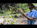 Crash Gardening S2 Ep 2a David The Good S Florida Food Forest 2014