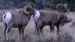 preview picture of video 'Big Horn Sheep - Rutting Rams - Gardiner City, Montana'