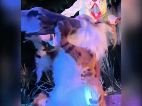 Tiana’s Bayou Adventure Bobcat Hidden Mickeys