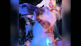 Tiana’s Bayou Adventure Bobcat Hidden Mickeys