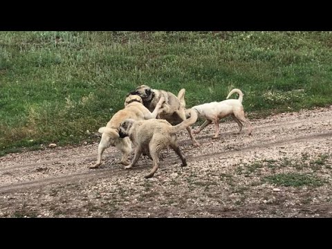 TORMENT AND THE KING HAD A VERY BAD FIGHT