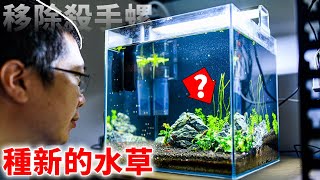 蝦子們終於鬆了一口氣 把殺手螺移除!魚缸那塊空地要種什麼水草呢?