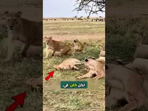 أغرب مواجهات بين الحيوانات والبشر 😱🐊 مواقف لا تُصدَّق! #حيوانات #غرائب #shorts