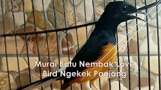 Download lagu Murai Batu Nembak Love Bird Ngekek Panjang mp3 Download lagu Murai Batu Nembak Love Bird Ngekek Panjang mp3
