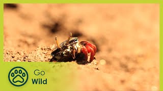 Mangrove Crabs - Africa's Wild Wonders - The Secrets of Nature