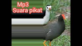 Download lagu Suara pikat burung sawah campuran Ruak-ruak dan Mandar batu mp3 Download lagu Suara pikat burung sawah campuran Ruak-ruak dan Mandar batu mp3