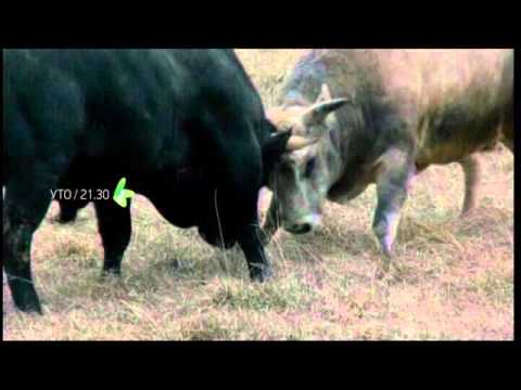 Konjanik, film  |  23.02.2016.