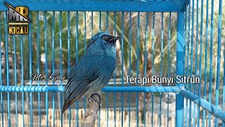 Download lagu Pancing Bunyi Selendang Biru / Sitrun mp3