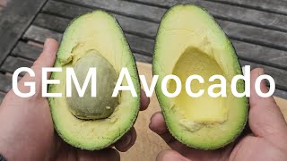 Taste Testing a Homegrown GEM Avocado vs.  HASS Avocado.  What Taste Better?