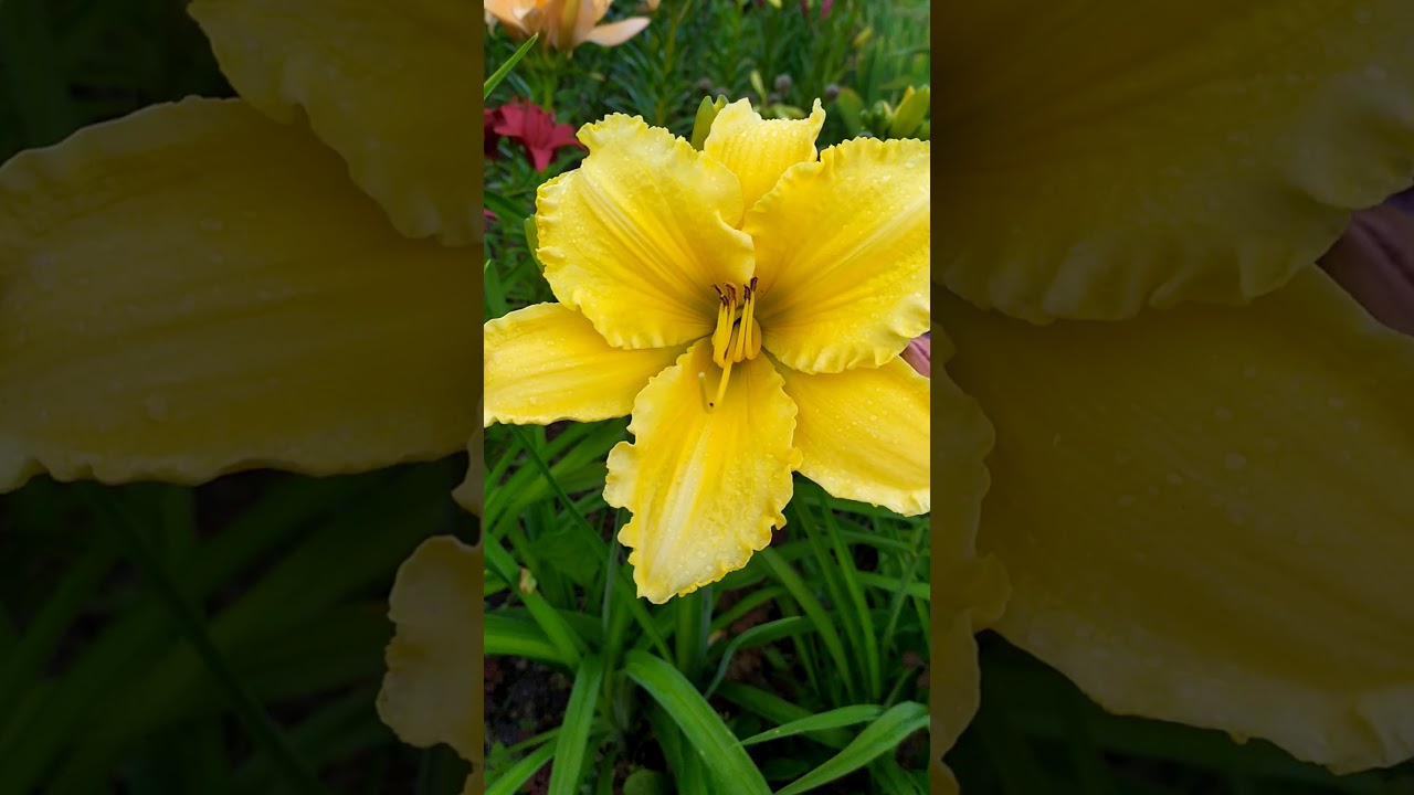 Daylily Molokai (Молокай)