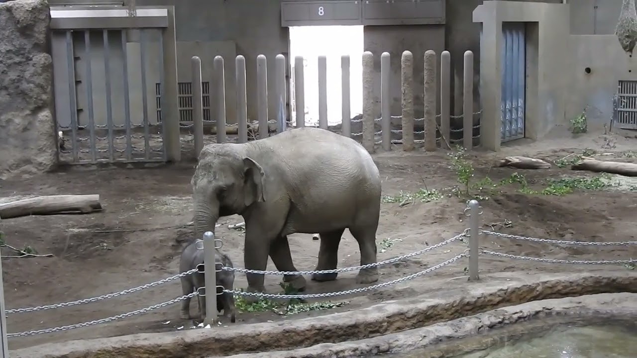 アジアゾウ親子　パールと赤ちゃん　Asian elephant mom and baby　Pearl and baby elephant 230918