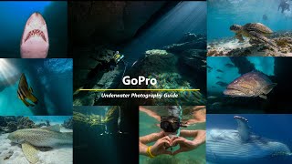 How to take great underwater photos with your GoPro