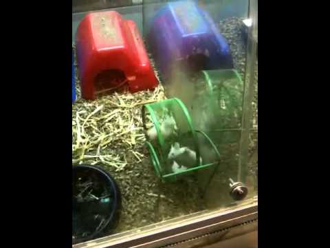 Lustige weiße Mäuse im Rennrad