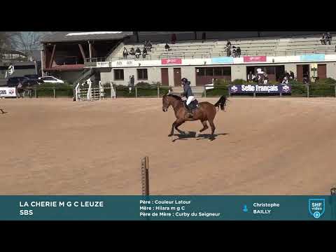 Yegua sBs Caballo de Deporte Belga En venta 2017 Bayo por COULEUR LATOUR