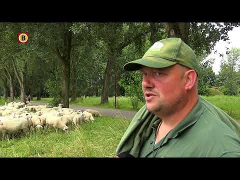 , title : 'Gezocht een schaapsherder (nog steeds) voor een kudde dolende schapen'