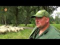 Gezocht een schaapsherder (nog steeds) voor een kudde dolende schapen