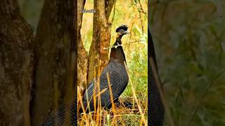 Birdsong: Communication or Just a Melody?