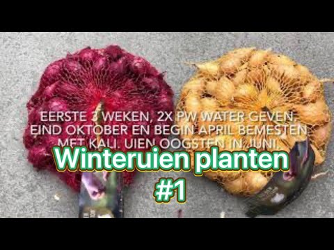 , title : 'Mijn moestuin avontuur #1 Winter uien planten in het najaar'