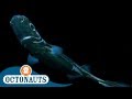 Octonauts Creatures Of Darkness Songs Of The Deep Cartoons For Kids