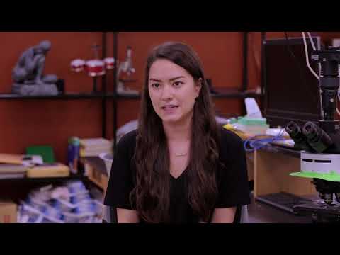 How Dopamine and Seratonin Influence Human Behavior | University of Portland