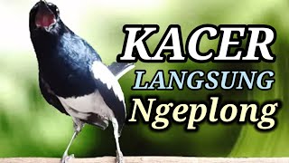 Download lagu pancingan kacer ngeplong bongkar isian cowok buat kacer yang lambat panas mp3