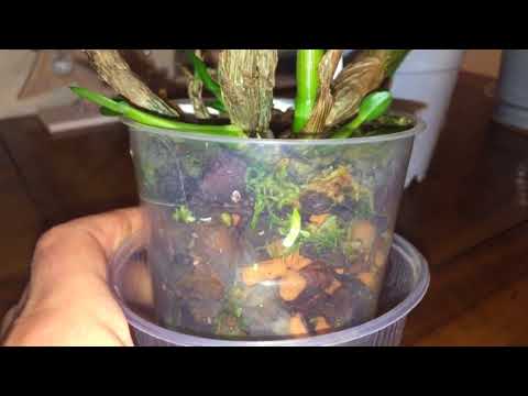 Дендробиум, уход в домашних условиях.