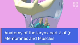 Anatomy of Larynx: Membranes and Muscles by Zoe Kirkham-Mowbray Part 2 of 3