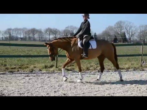 4 j  Stute von Desperados