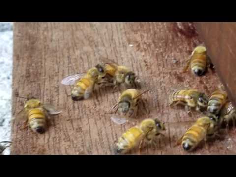 download lagu mp3 mp4 Honey Bee Emporium, download lagu Honey Bee Emporium gratis, unduh video klip Honey Bee Emporium