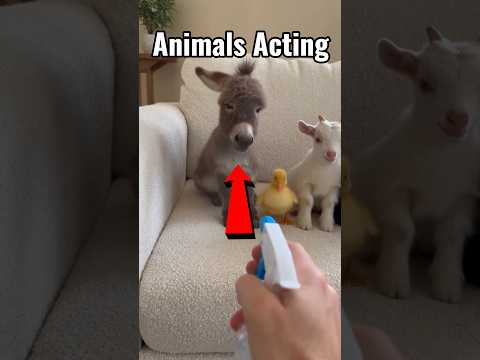 Animals Acting 😱