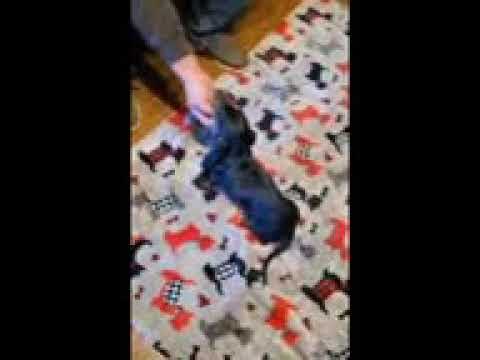 Betty - Dachshund, Mini puppy for sale