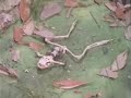Really Wild Animals Invasion Of The Ants Short Edited Version