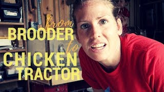 Chicks Move Outside Full-Time