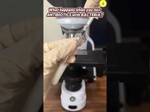 Bacteria And Antibiotic Under Microscope | TULO - Microscope #shorts #microscope #science