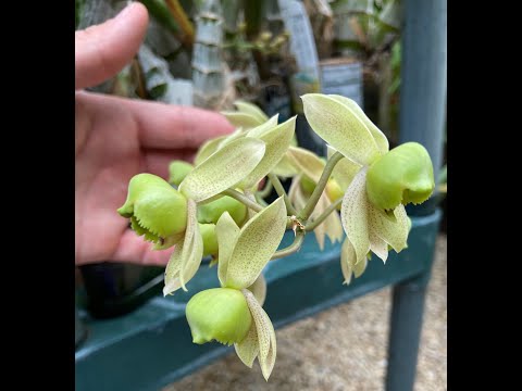 Catasetum Update - Early September