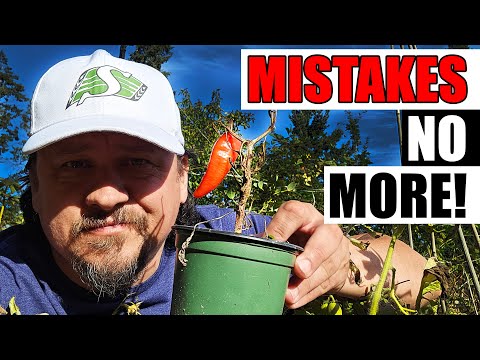 Solutions To Blossom End Rot In Tomatoes etc