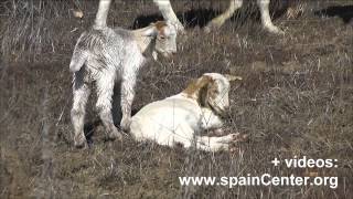 preview picture of video 'Cabras y cabritillos pastando en montes de Cuenca'