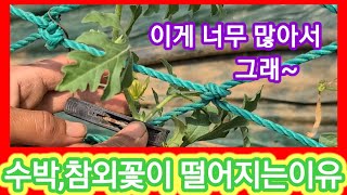 참외,수박 꽃이 떨어져? 이거보면 안떨어지고 막달려~