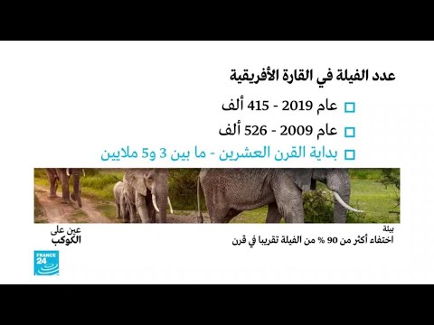 اختفاء أكثر من 90 % من الفيلة تقريبا في قرن!!