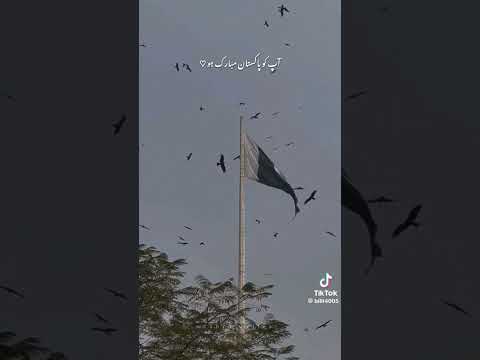 happy independence day by stereo soul❤