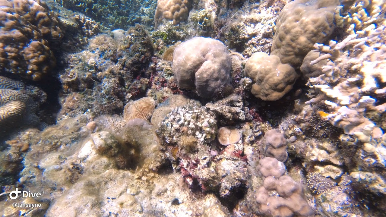 Explore the Magic Island House Reef with these captivating visuals.